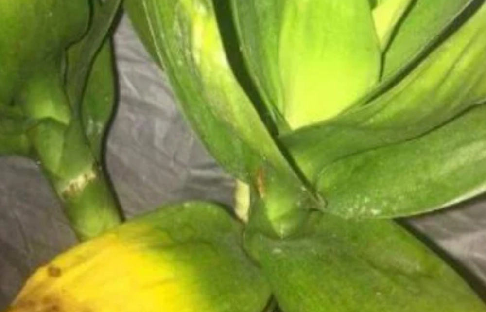 觀音竹養護技巧 觀音竹養護技巧