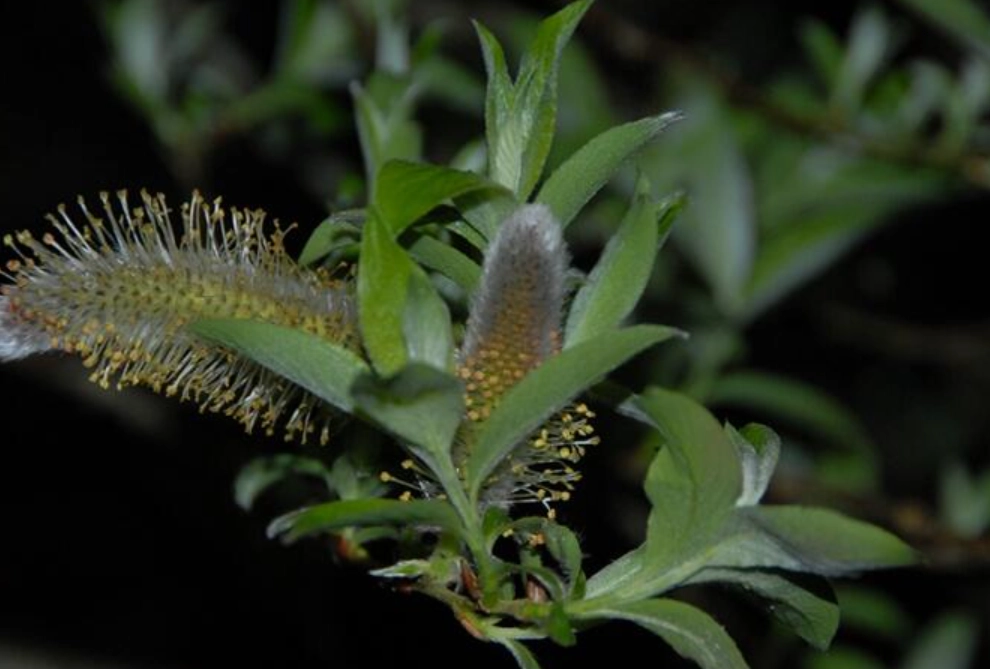 銀柳養護方法 銀柳養護方法