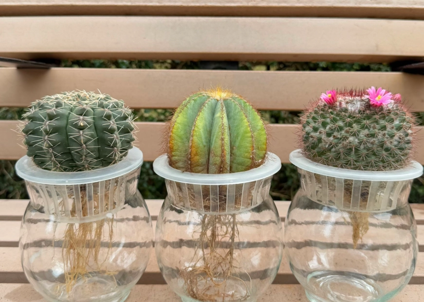 仙人掌曬太陽注意事項 仙人掌曬太陽注意事項