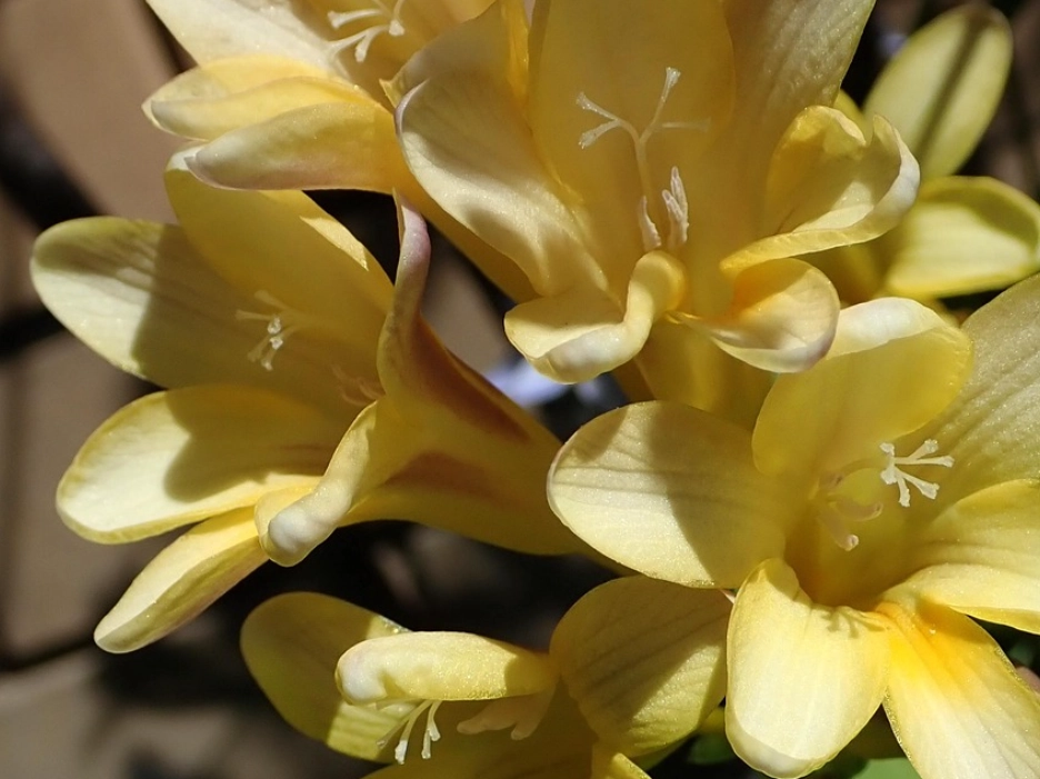 小蒼蘭 花語 黃色 小蒼蘭 花語 黃色