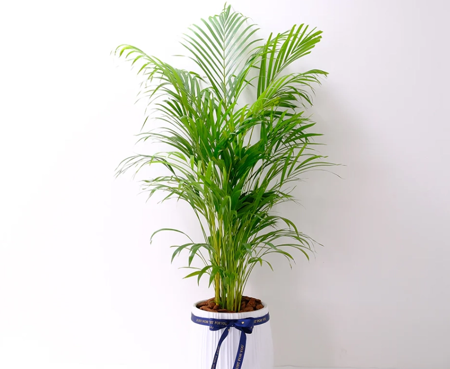 黄椰子病虫害 黄椰子病虫害