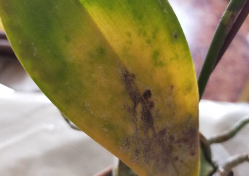 蘭花照顧問題 蘭花照顧問題