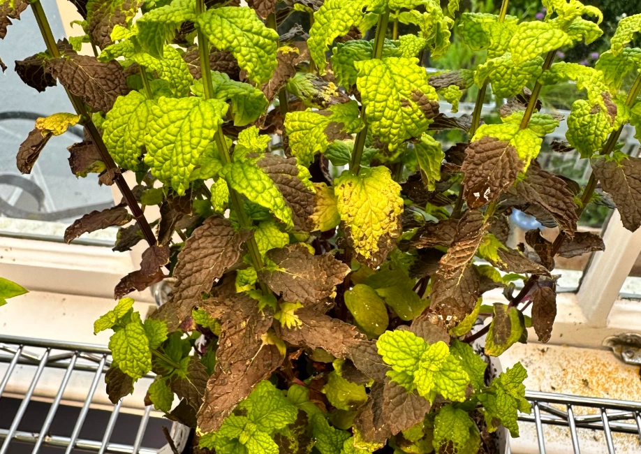 薄荷葉子變黑原因