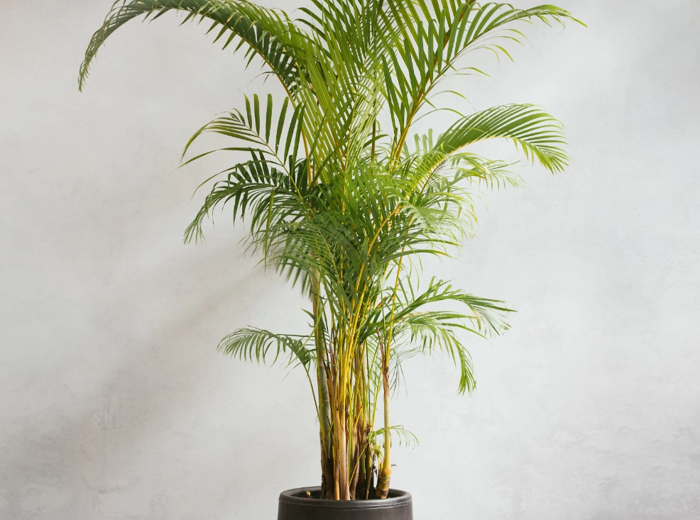 黄椰子养护方法 黄椰子养护方法