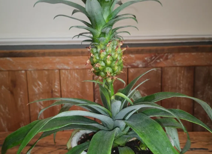 室內植物照顧 室內植物照顧