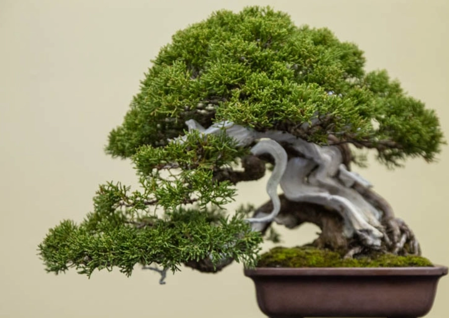 柏樹盆栽修剪技巧 柏樹盆栽修剪技巧