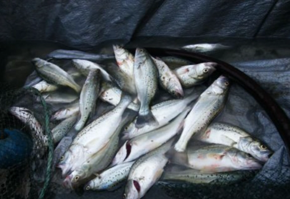 釣魚季節 台灣 釣魚季節 台灣