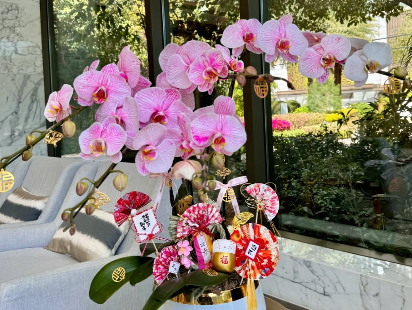 蝴蝶蘭養護方法 蝴蝶蘭養護方法