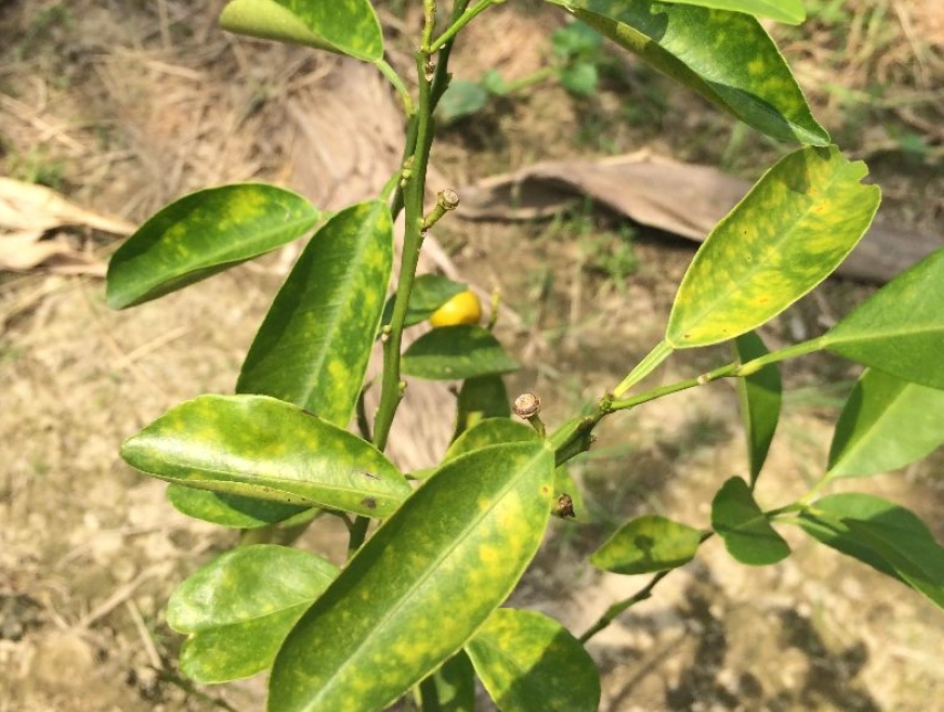 金吉黃葉 時間 金吉黃葉 時間