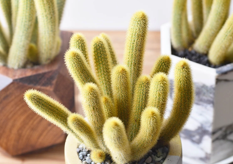 仙人掌光照需求 仙人掌光照需求