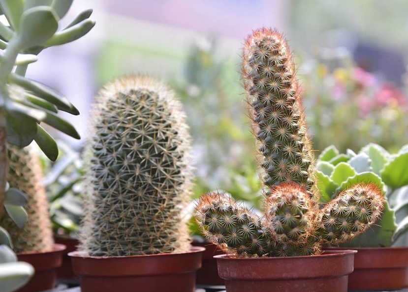 多肉植物 澆水 方法 多肉植物 澆水 方法