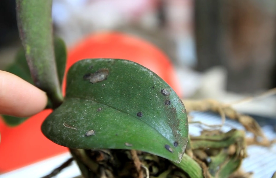 蘭花葉斑病治療