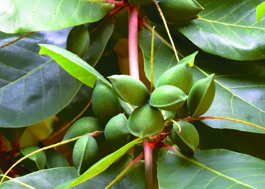 小葉欖仁果實用途 小葉欖仁果實用途