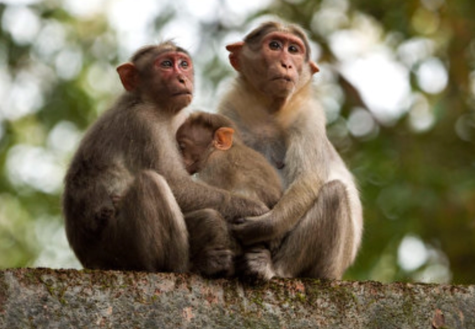 夢見猴子 吉凶 夢見猴子 吉凶