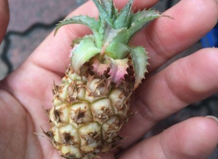 觀賞鳳梨盆栽 觀賞鳳梨盆栽