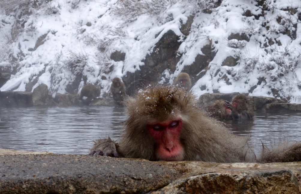 夢見很多猴子 意思 夢見很多猴子 意思