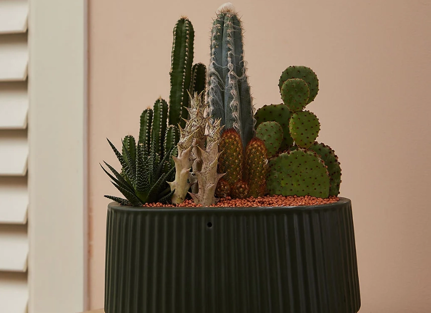 仙人掌 多久 澆水 一次 仙人掌 多久 澆水 一次