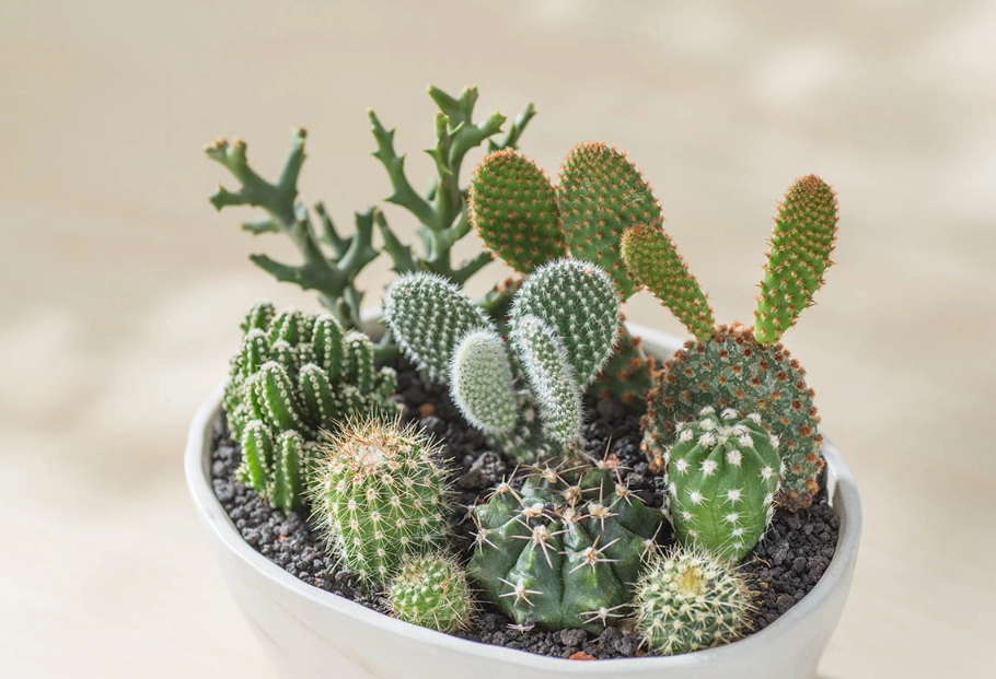 室內仙人掌 品種