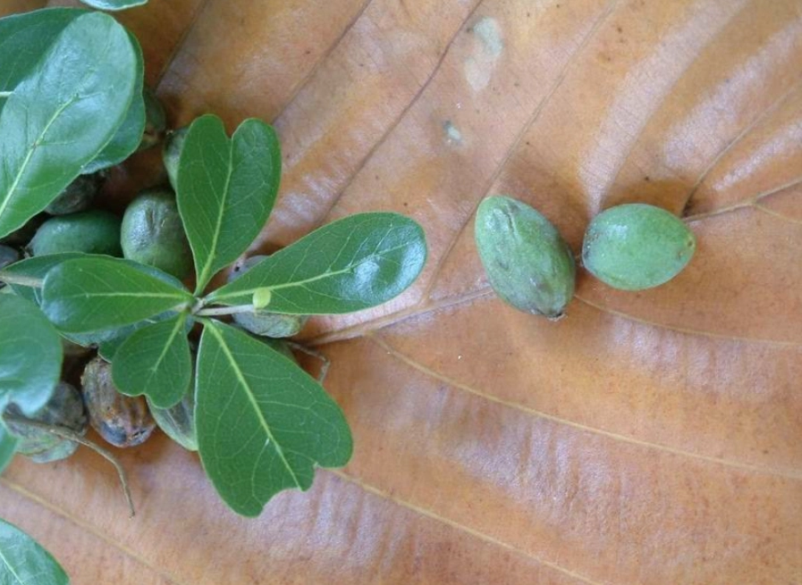 小葉欖仁果實處理 小葉欖仁果實處理