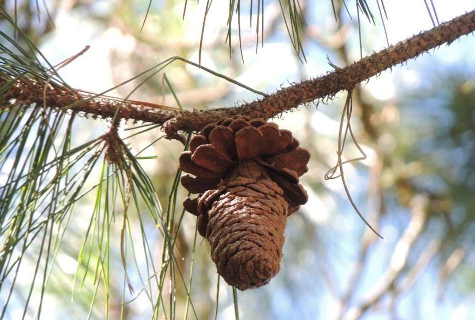 二葉松料理 二葉松料理