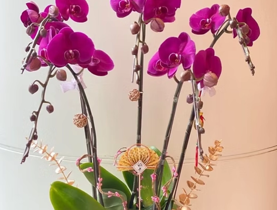 蝴蝶蘭養護方法 蝴蝶蘭養護方法