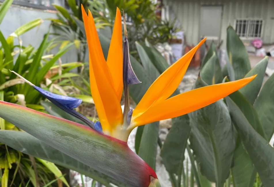 天堂鳥開花時間 天堂鳥開花時間