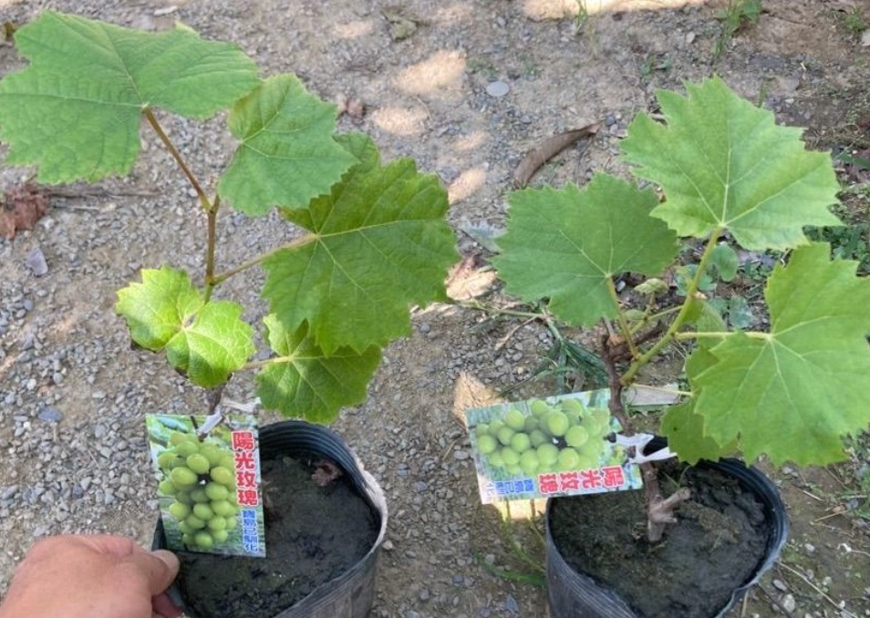 陽台種葡萄 陽台種葡萄