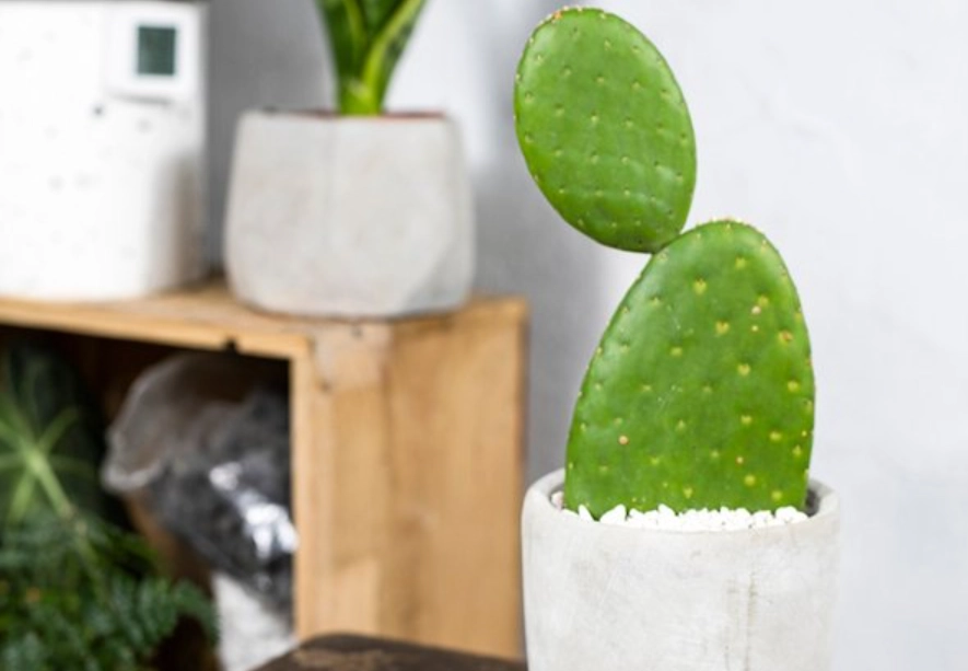 室內仙人掌 品種