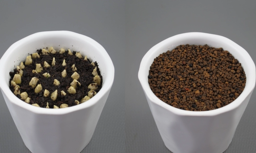 橘子種植方法 橘子種植方法