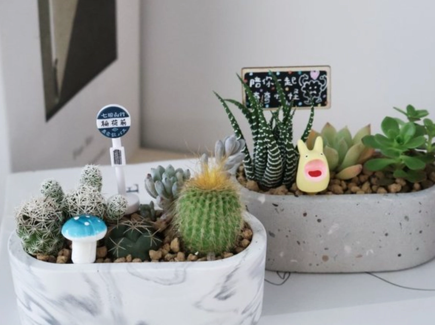 多肉植物 澆水 方法 多肉植物 澆水 方法