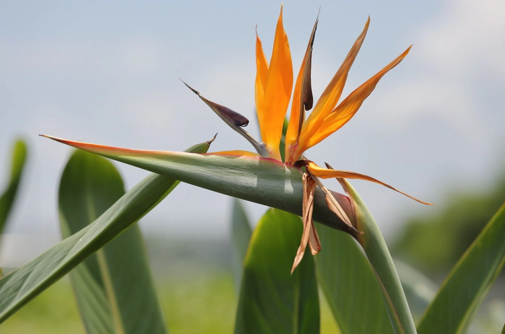 天堂鳥養護方法 天堂鳥養護方法