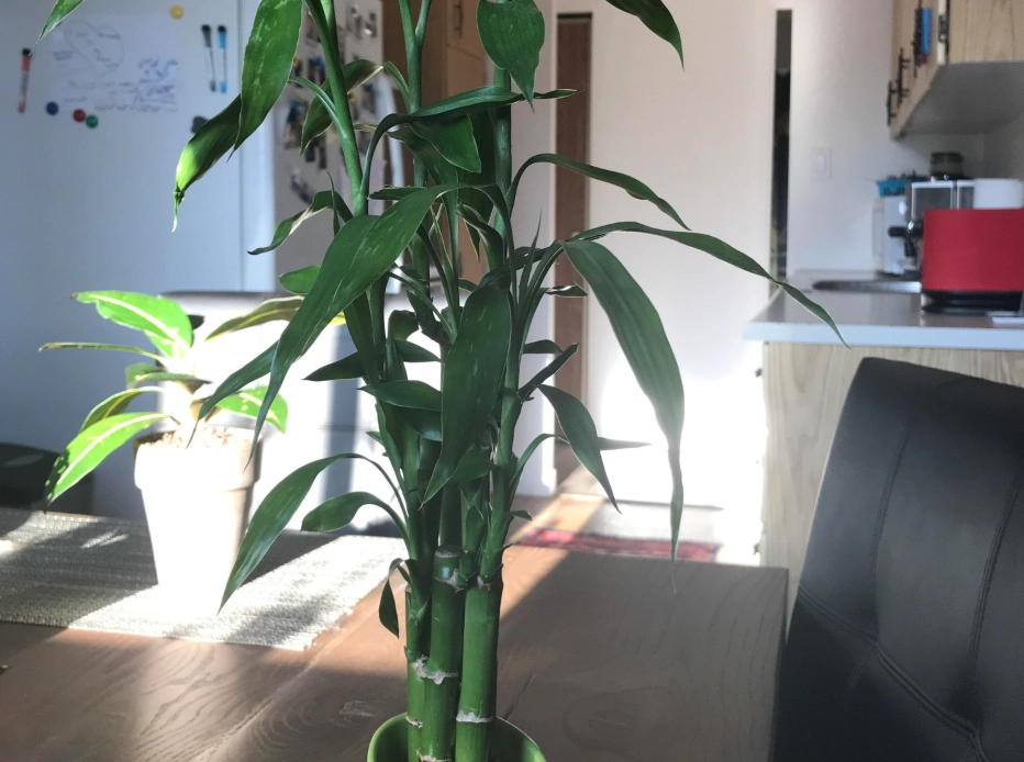 開運竹長太高處理