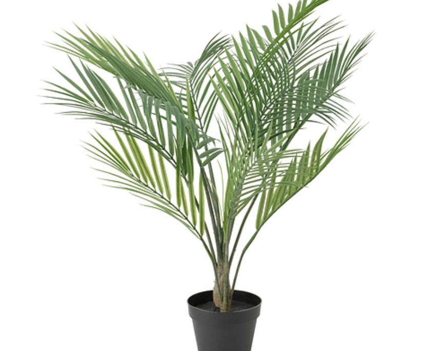 黄椰子养护方法 黄椰子养护方法