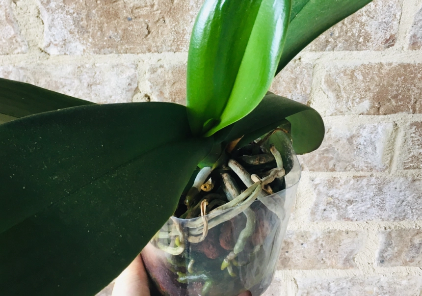 蝴蝶蘭 半水培 蝴蝶蘭 半水培