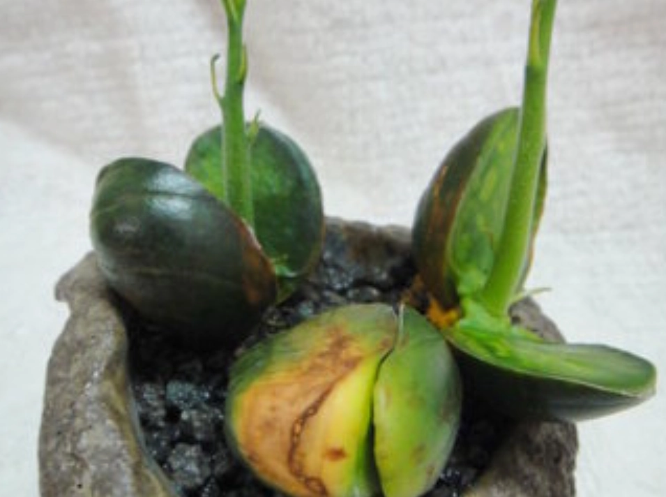 榴槤盆栽種植 榴槤盆栽種植