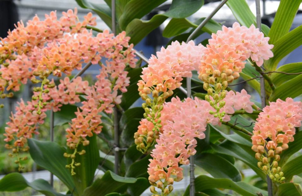 蘭花狗 照顧 蘭花狗 照顧