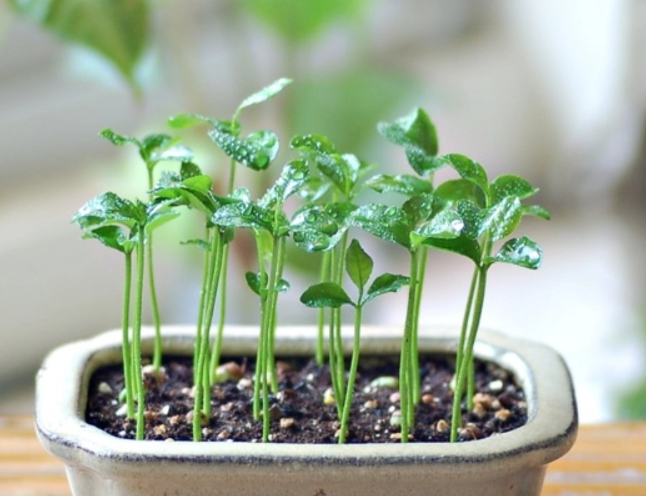 橘子種植方法 橘子種植方法