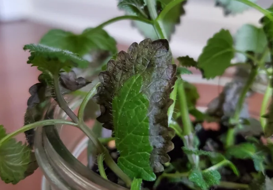 薄荷葉子發黑急救