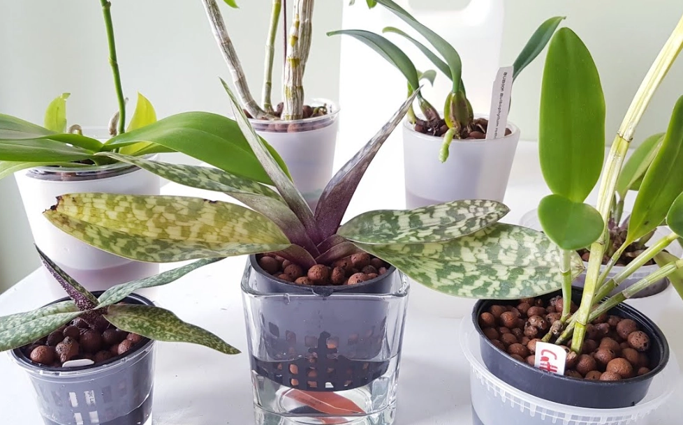 蝴蝶蘭 水培 介質 蝴蝶蘭 水培 介質