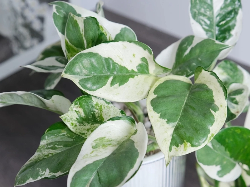 室內耐陰植物 室內耐陰植物