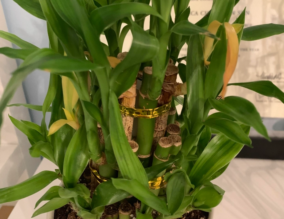 富貴竹葉變黃原因