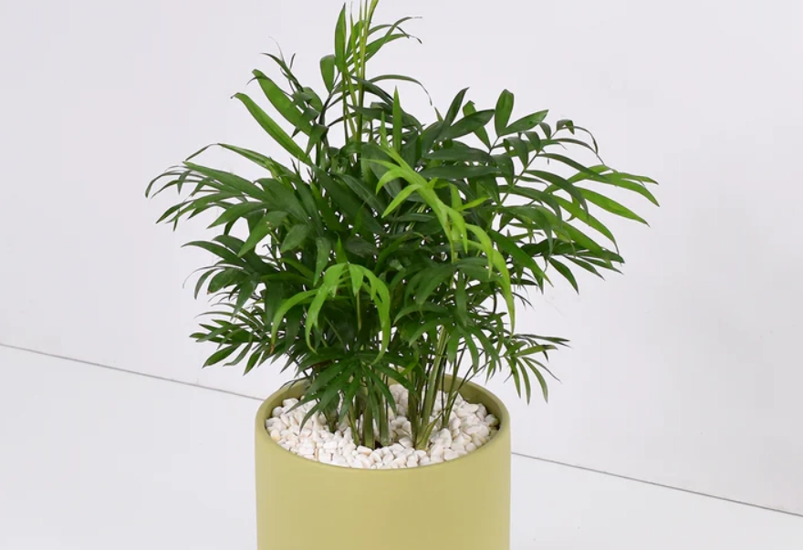 袖珍椰子貓 澆水