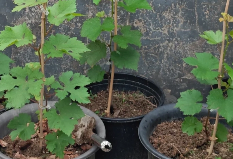 葡萄籽發芽 葡萄籽發芽