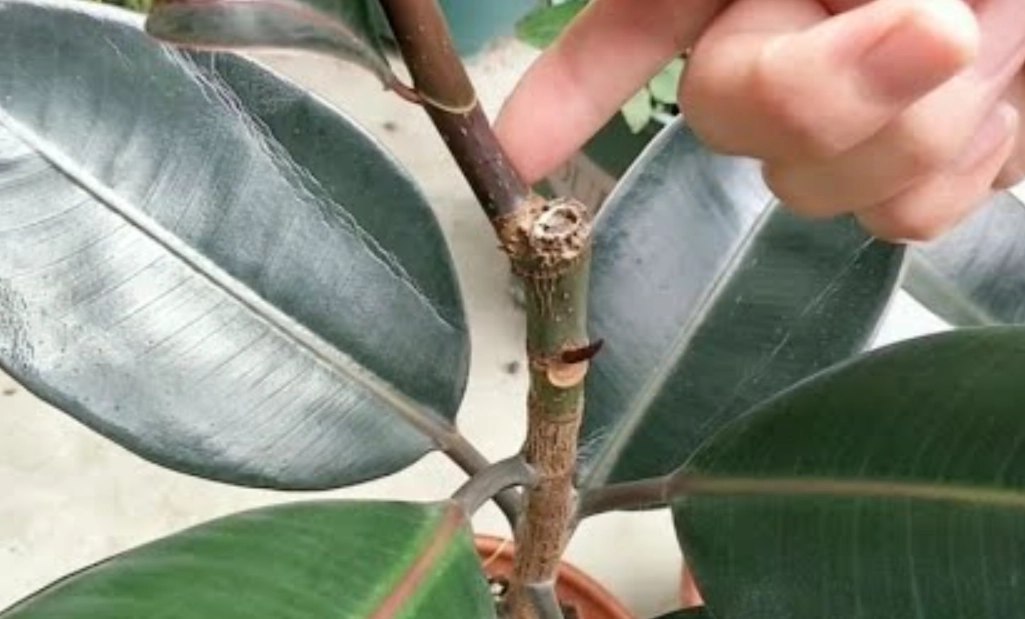 橡皮樹修剪時機