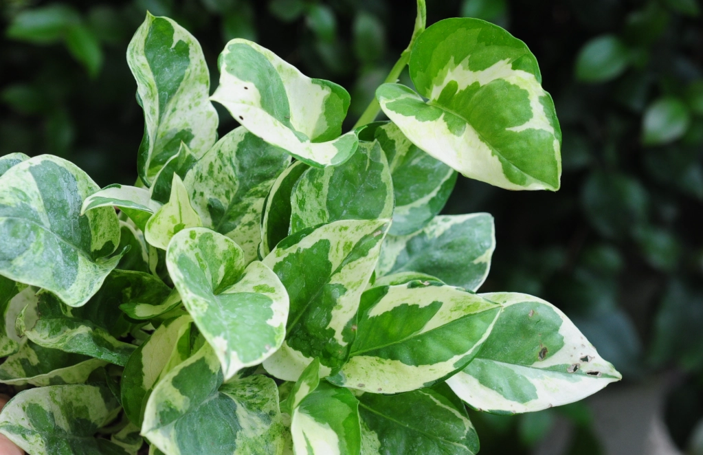 斑葉黃金葛照顧 斑葉黃金葛照顧