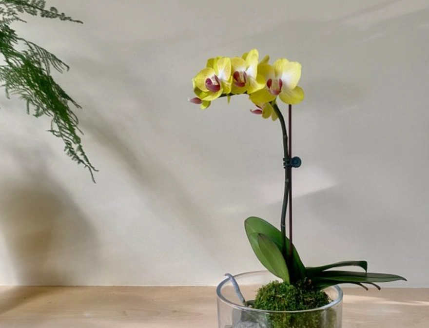 蘭花 養護 蘭花 養護