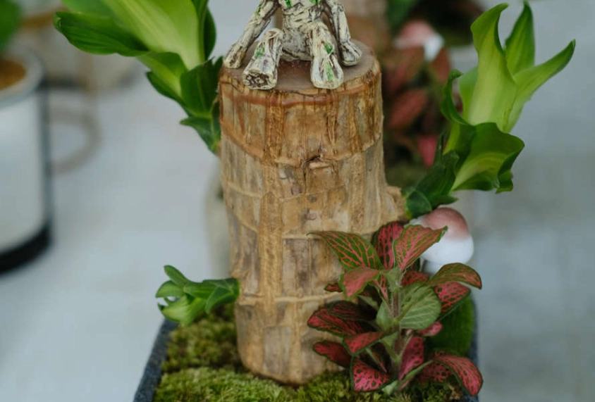 巴西木盆栽 巴西木盆栽