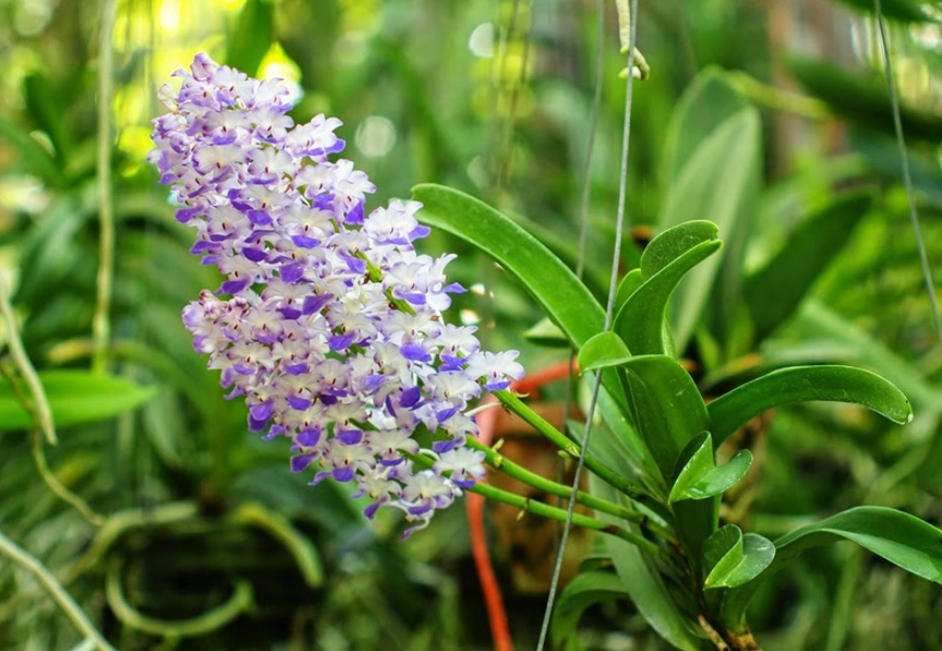蘭花狗 開花 蘭花狗 開花