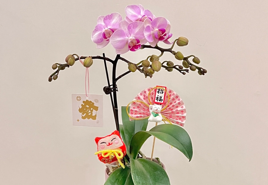 蘭花擺設技巧 蘭花擺設技巧