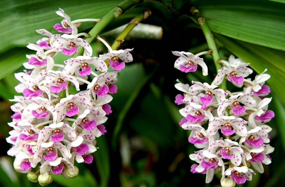 蘭花狗 照顧 蘭花狗 照顧